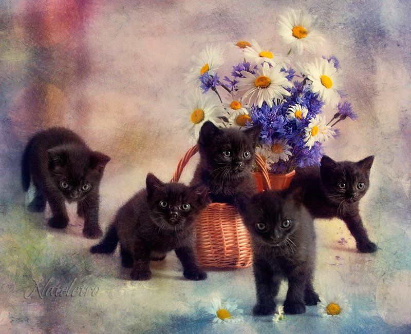 ~***~ фото превью