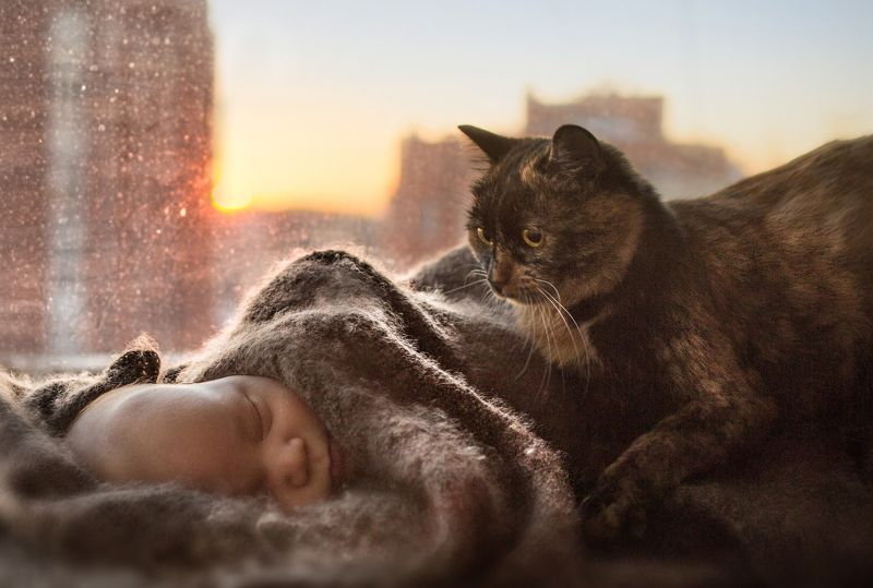 ребенок, малыш, новорожденный, кот, кошка, закат, cat, sunset, baby, newborn, childhood, детство Первая встреча фото превью