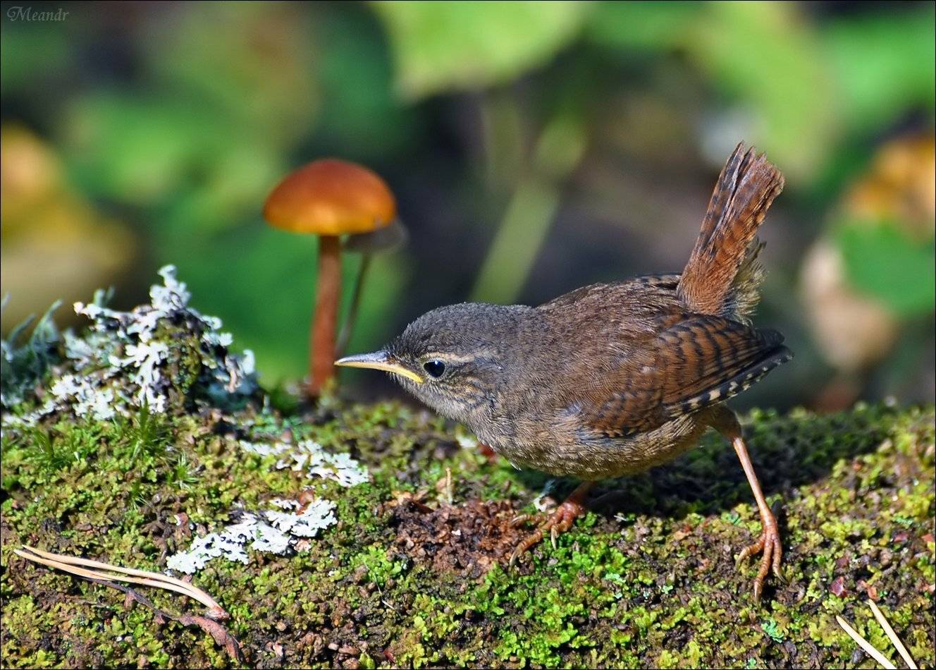 крапивник, Андрей Медведев