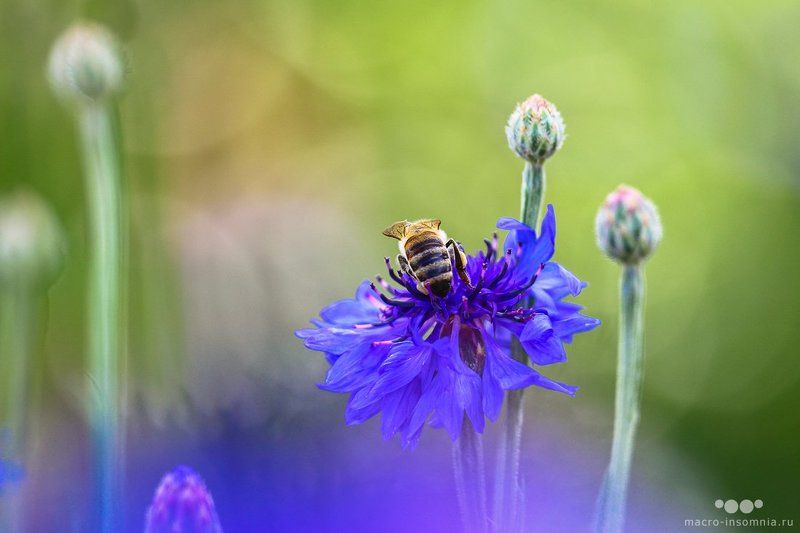 макро, насекомые, пчела, нектар, собирая, кривошеев кирилл, двукрылые, macro insomnia Собирая нектар фото превью