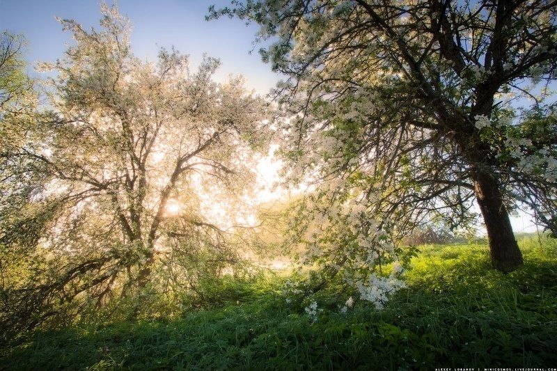 ярославская область Весенне-туманное фото превью
