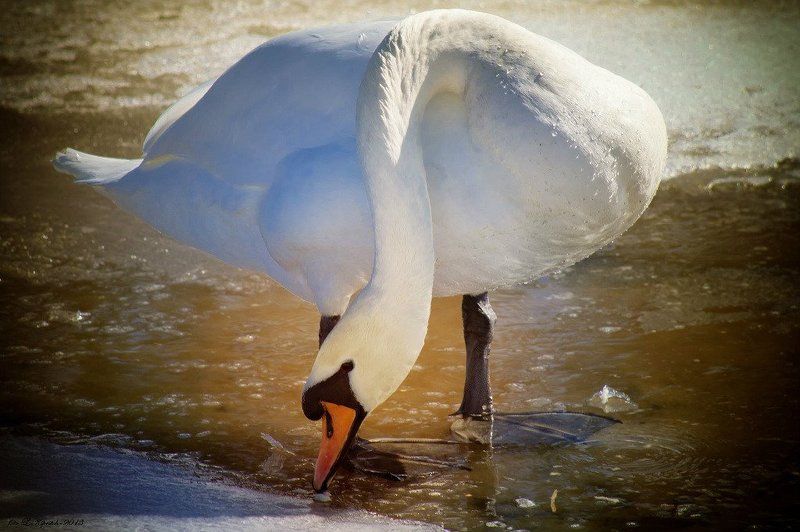 грация фото превью