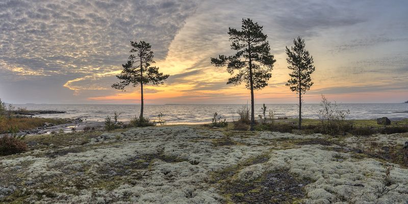 осень, утро, остров, озеро Три сосны. фото превью
