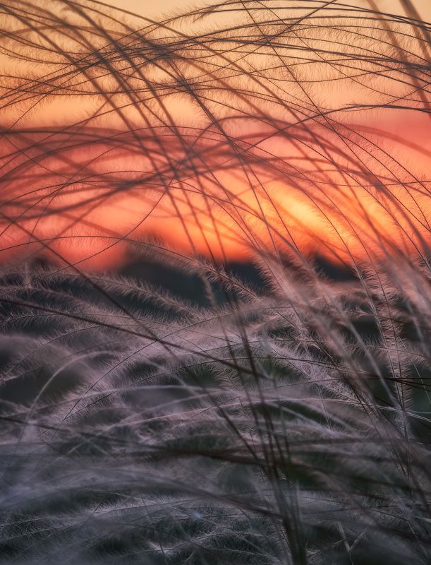 ковыль, закат, степь Ковыль фото превью