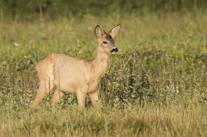Золотой козлёнок фото превью