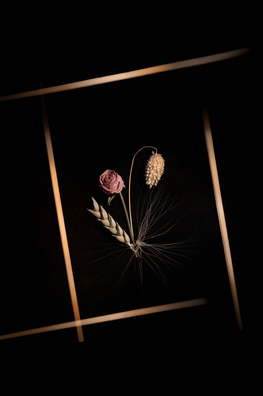 , Дарья Комарова