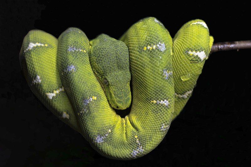Emerald tree boa-Juvenile  фото превью