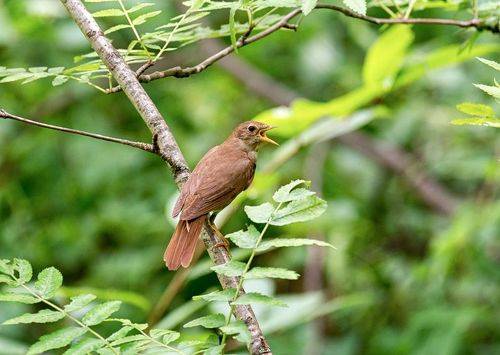 Соловей . (серия)