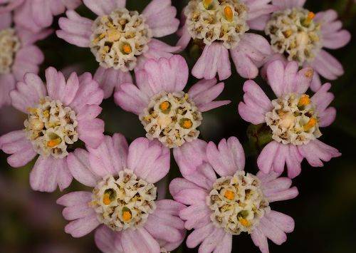 Achillea