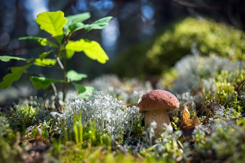 *** фото превью