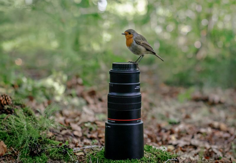 малиновка, птица, зарядка, объектив Фотолюбитель фото превью