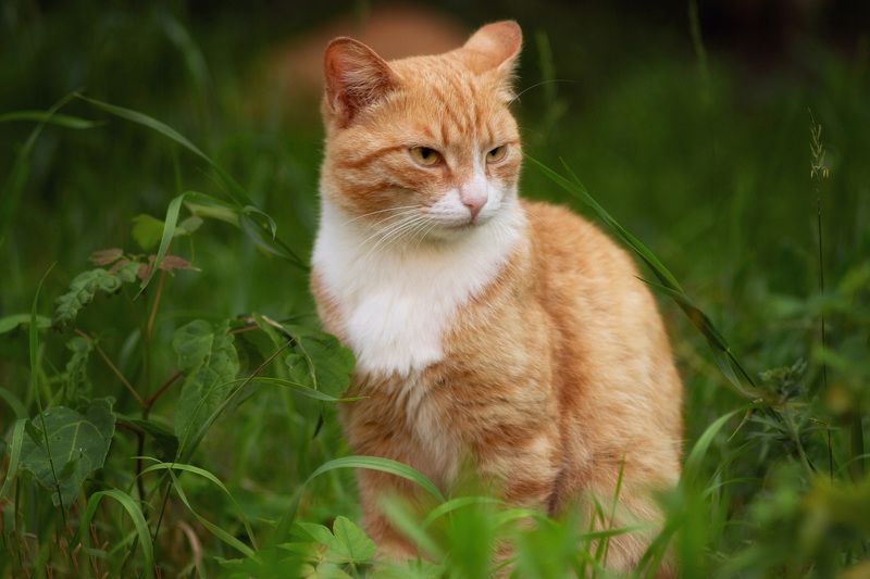 \