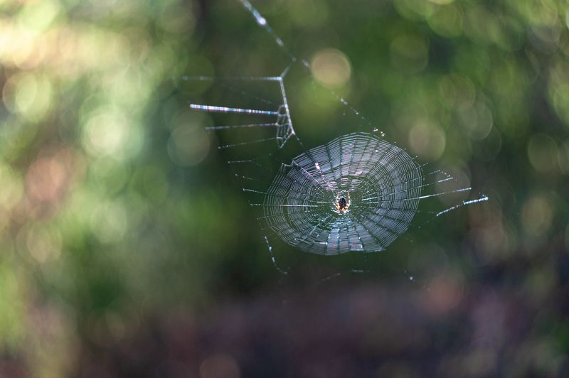 Осенние паутинки фото превью