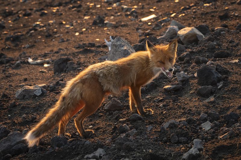 камчатка, рассвет, вулкан горелый, лиса Лиса на вершине вулкана Горелый фото превью