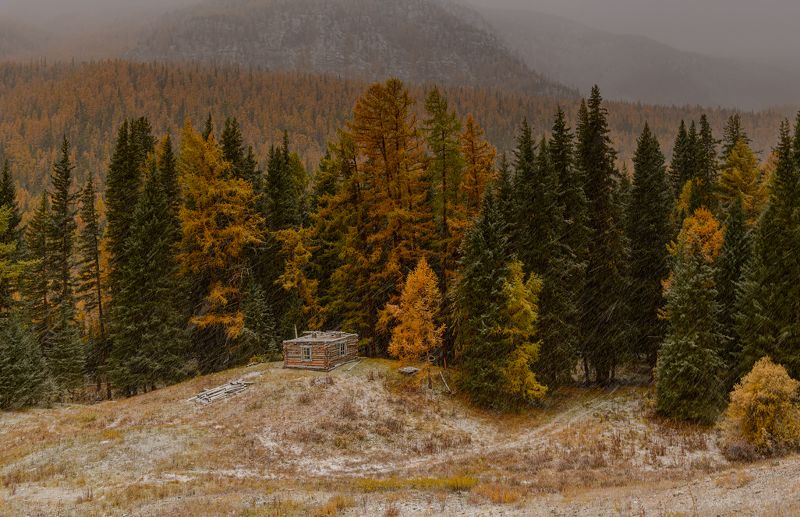 алтай, осень, горы На опушке леса строится изба фото превью