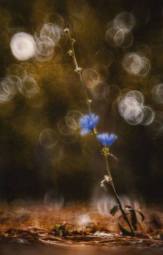 Пикториальная осень.