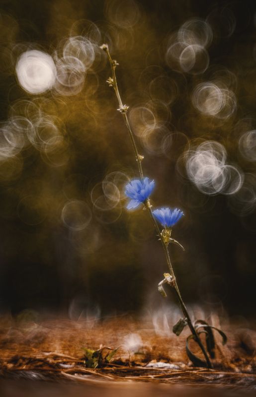 Пикториальная осень. фото превью