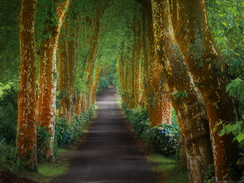 Azores islands