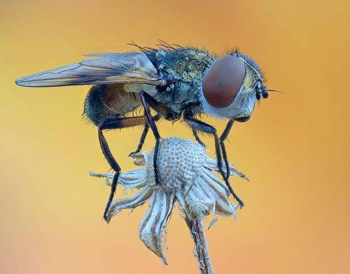 Муха на фоне осени