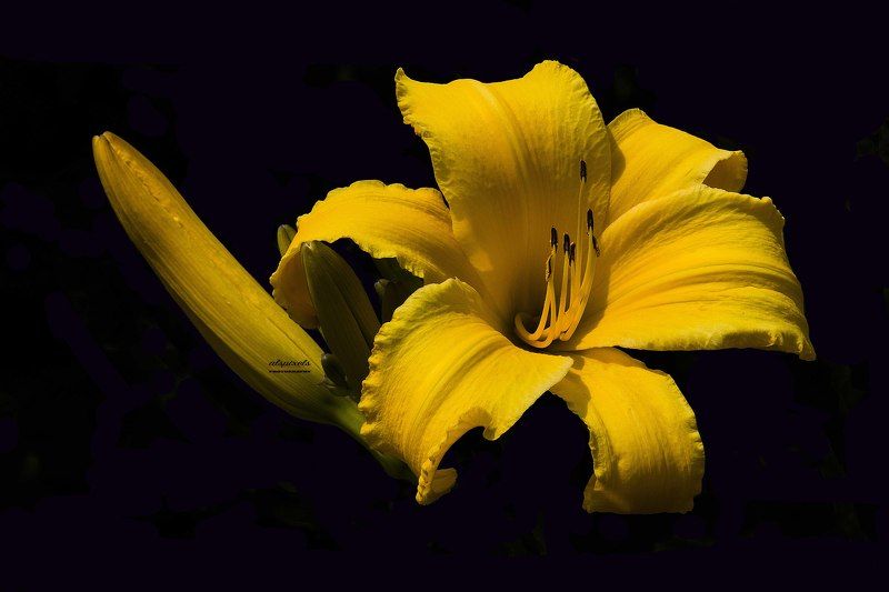 Flower фото превью