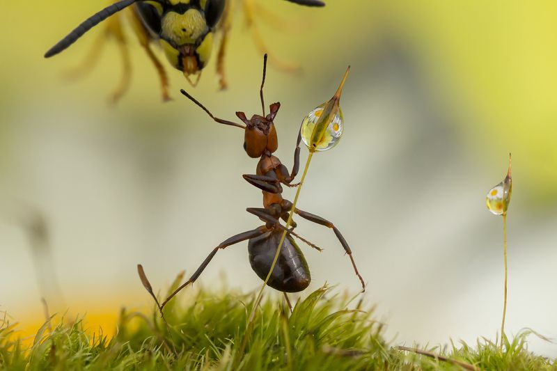 Эй оса! Это моя капля! фото превью