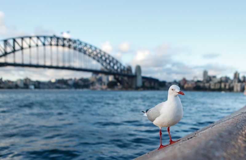 Sydney фото превью