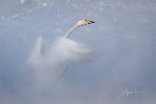 Морозная нежность...