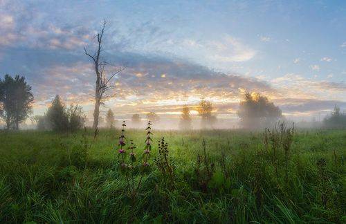 Старый тополь
