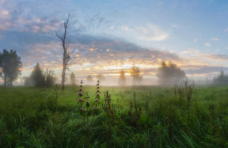 сибирь, лето, утро, рассвет, туман, свет, дерево, цветы Старый тополь фото превью