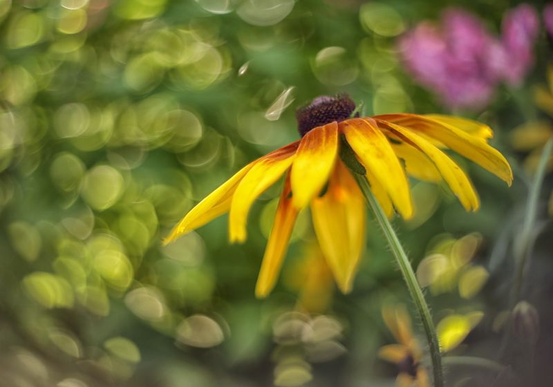 боке, гелиос 44, цветы, лето, пузырьки, лепестки, рудбекия, bokeh, helios 44, flowers, summer, bubbles, petals, rudbeckia Цветочная фантазия.. фото превью