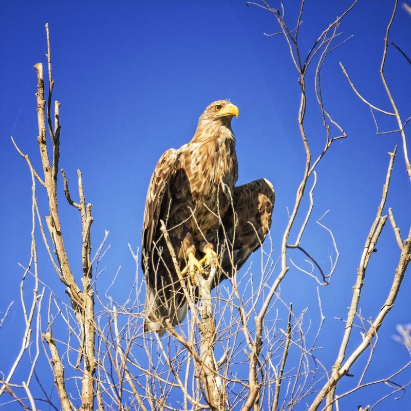 орлан-белохвост,заповедник. Высоко сижу далеко гляжу. фото превью