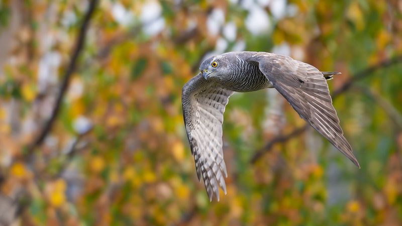 Ястреб тетеревятник на охоте. фото превью