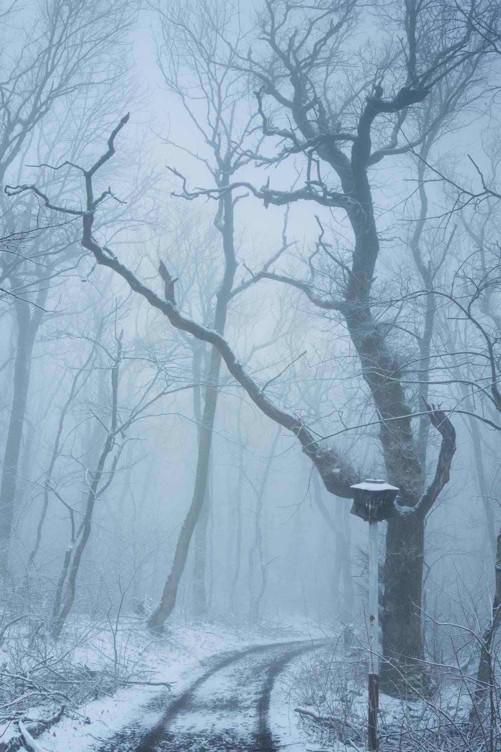 туман, лес, железноводск, Максим