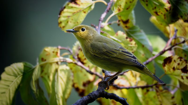 Древесная Камышовка фото превью