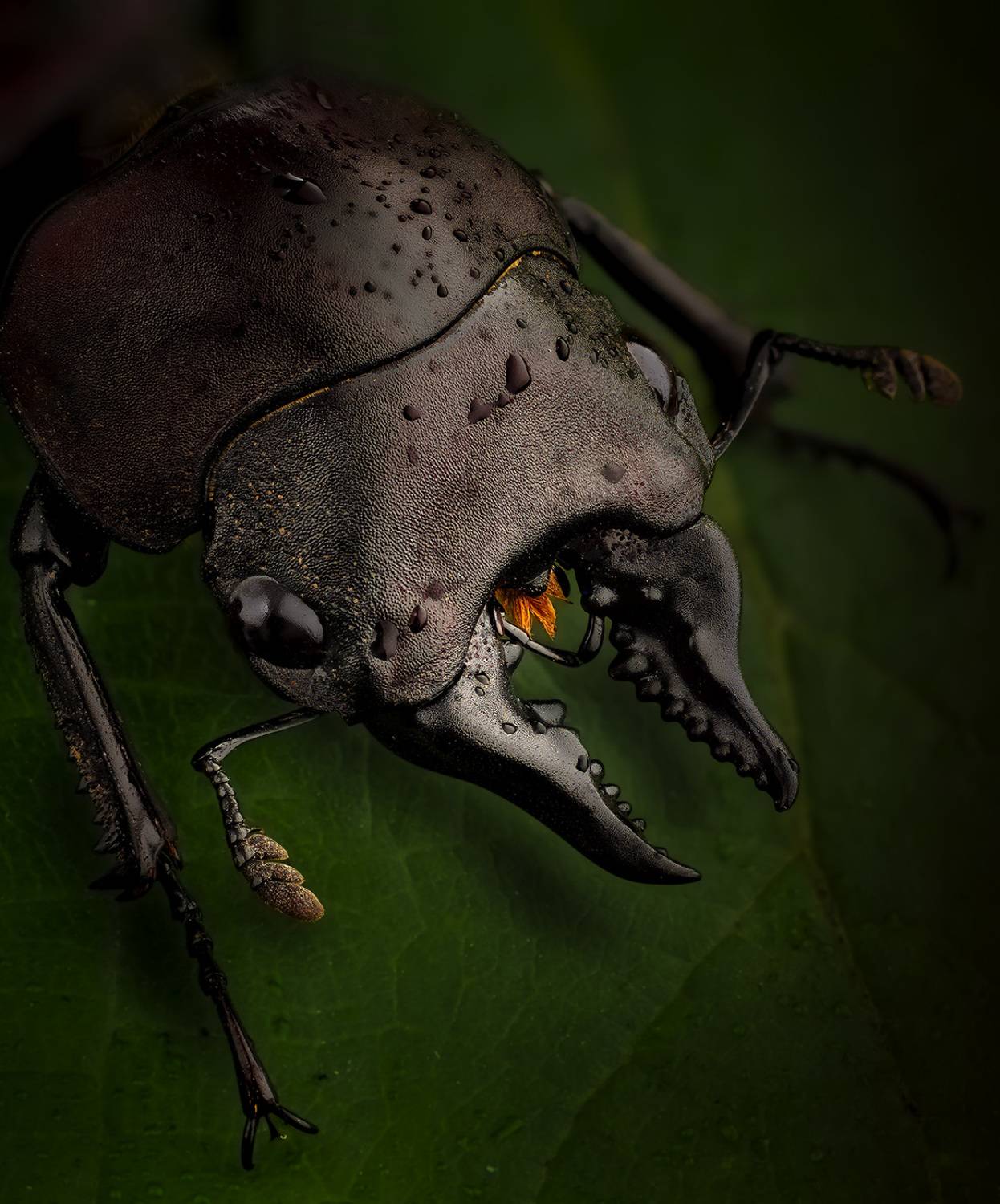 coleoptera, lucanidae, prosopocoilus natalensis, Kavaliauskas Eugenijus