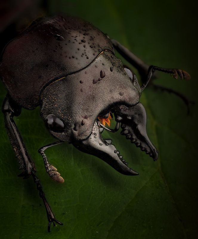 coleoptera, lucanidae, prosopocoilus natalensis Зубастик фото превью