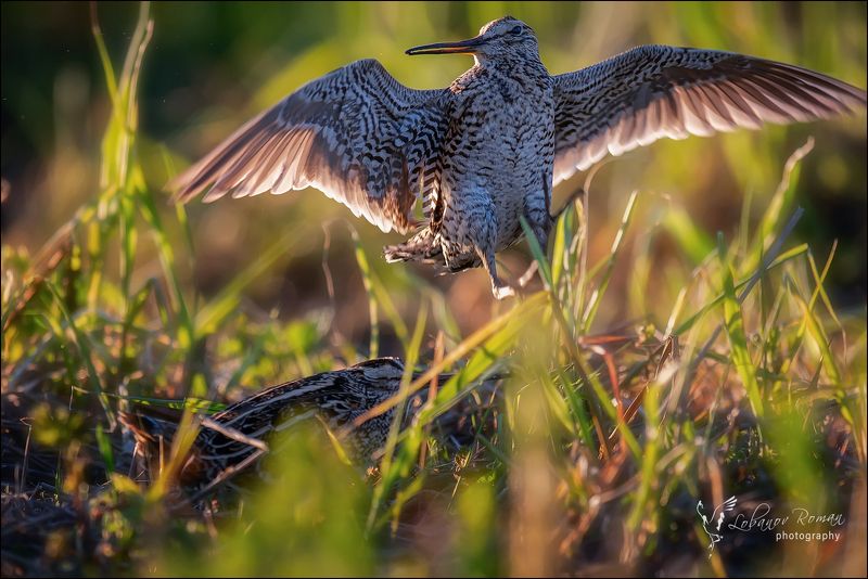 Счастливый дупель фото превью