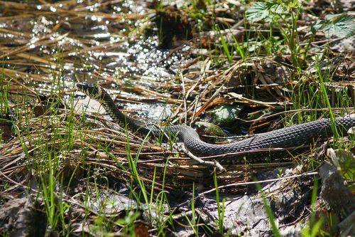 Не пестрая лента...