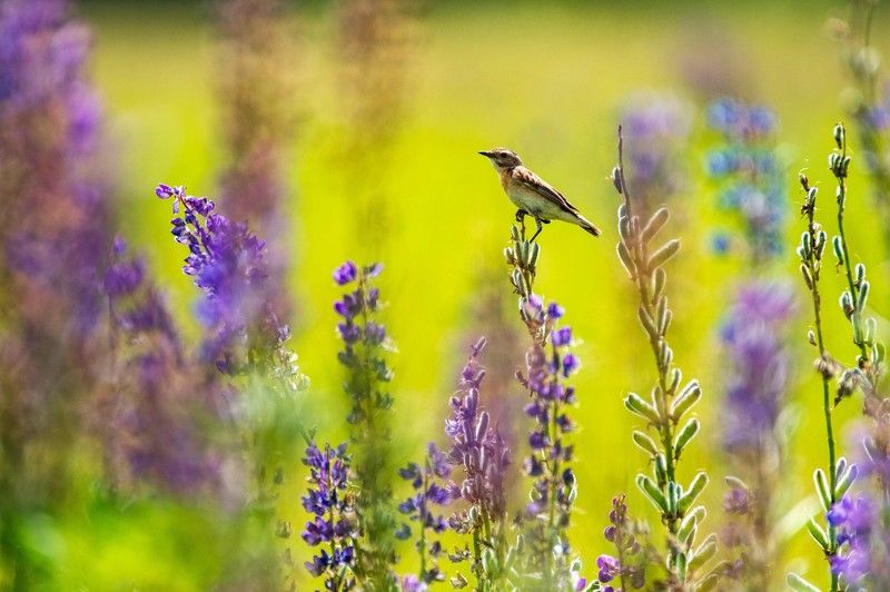 *** фото превью