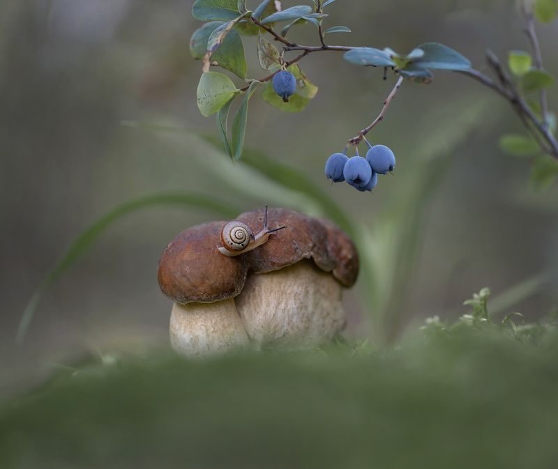 боровик, улитка, голубика, макроистория За голубикой... фото превью