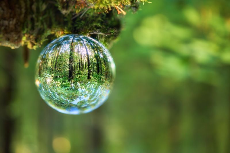 лес Лec в стеклянном шаре фото превью