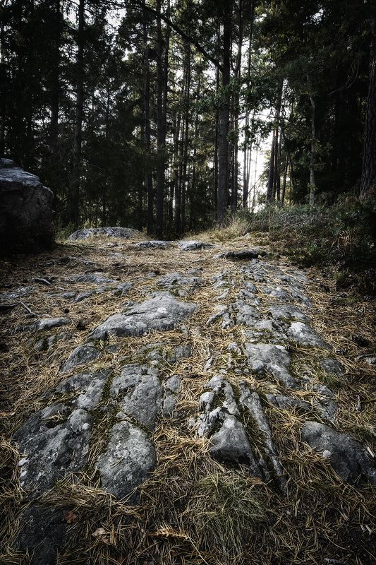 швеция Лесная тропа фото превью