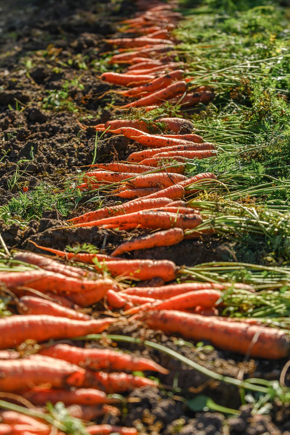 концептуальное, симметрия, смысл, идея, Анисимова Ольга Леонидовна