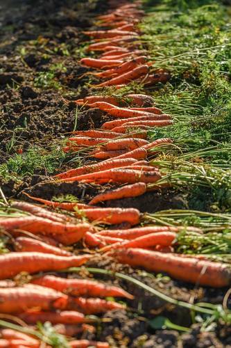 Морконцепция