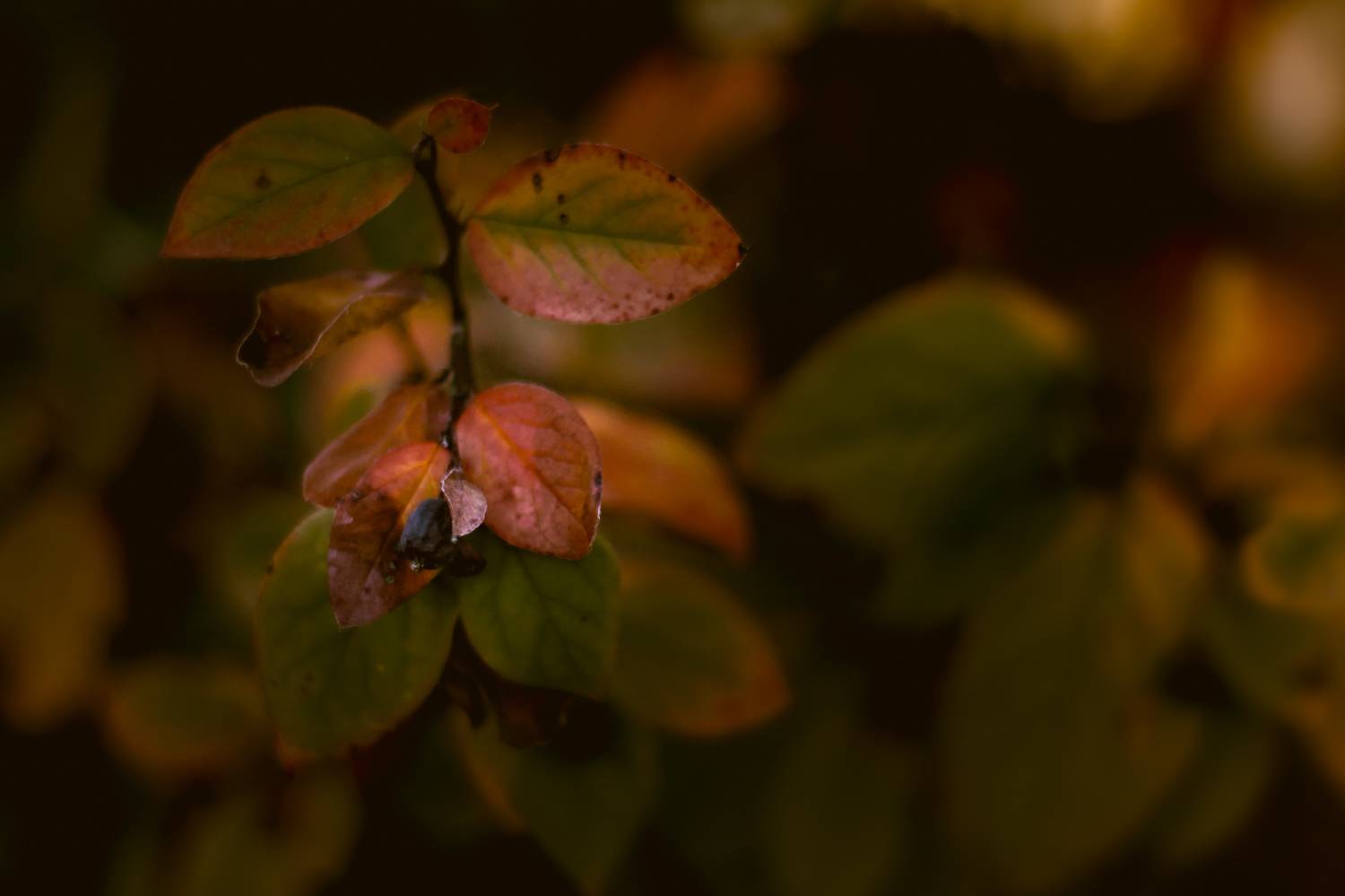 макро, Smirnova Olga