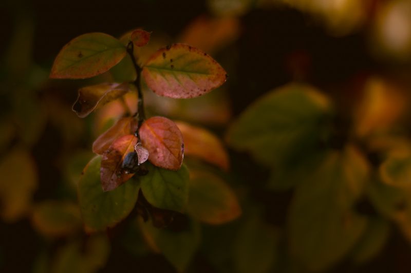 макро Черноплодная фото превью