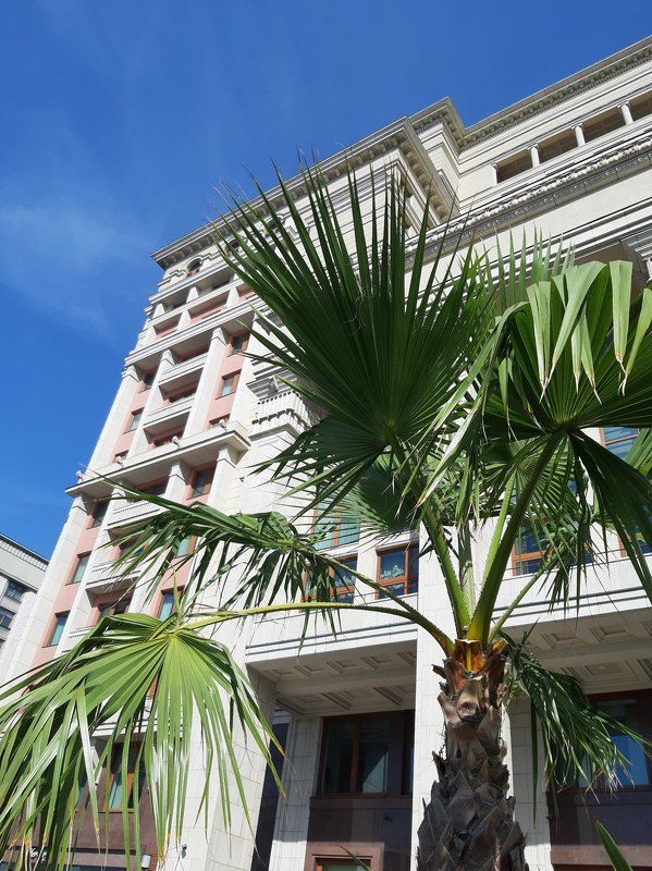 Красная площадь, отель Four Seasons, гостиница Москва Пальмы у Красной площади фото превью