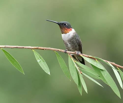 Ruby-throated Hummingbird - Рубиновогорлый Колибри