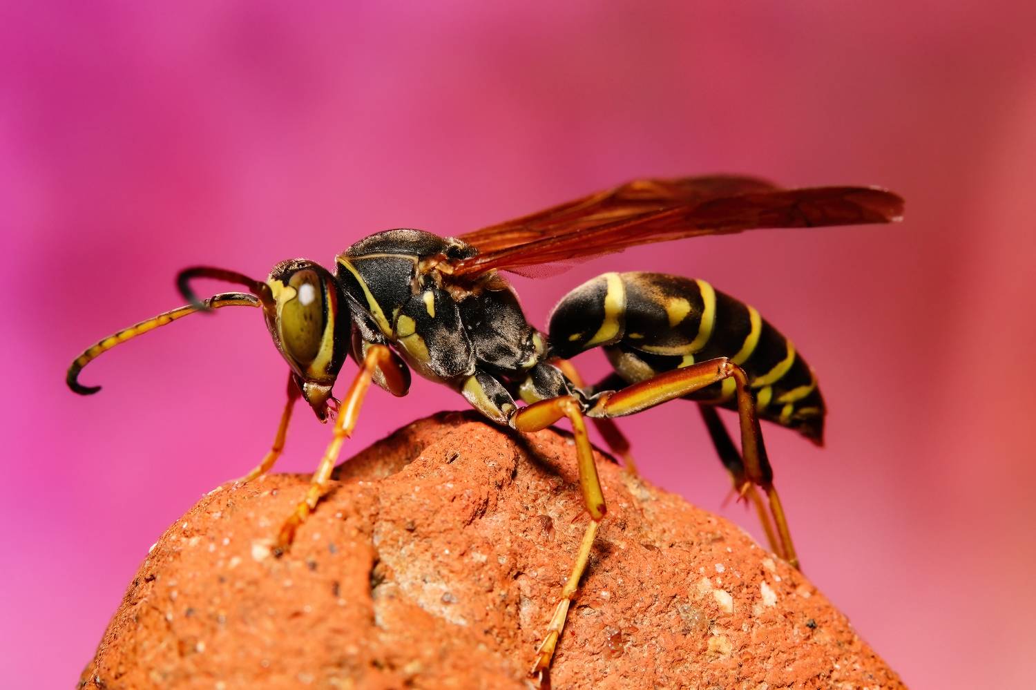 макрофото, макрофотографии, фотомакро, насекомые, макромир, макрофотограф, макроаддикт, макро_мир, naturelovers, naturelover, naturephotography, macrolove, macro_love, biodiversity, macrophotography, macro, macronature, entomology, arthropods, arthropod, ,  Stephane