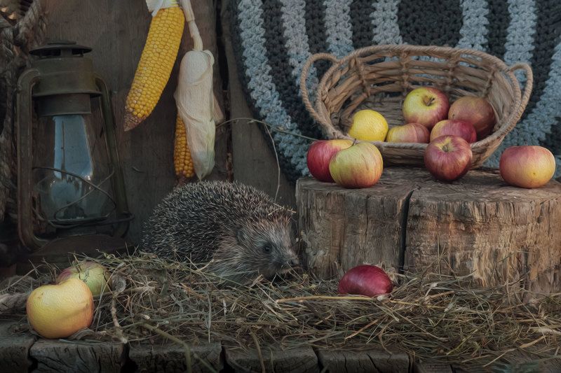 гости фото превью